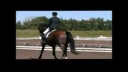 Hest til salg - MANCINI