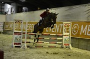 Hest til salg - BABY-ACORD