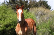 Hest til salg - Lajgårdens Carisma