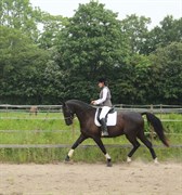 Hest til salg - "CASS" DON DITTO
