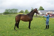Hest til salg - ROSWITTA