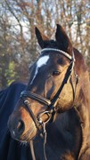 Hest til salg - LINDHOLMS BAT-MANN