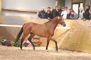 Hest til salg - HEINSGÅRDENS LASUNA