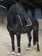 Hest til salg - RUNEHØJS MOONSHINE