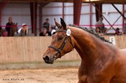 Hest til salg - JULIETTE A TEGLGÅRD