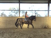 Hest til salg - WINKY SAN