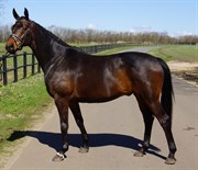 Hest til salg - Nisgaards Diablo