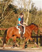 Hest til salg - TANHOLMS KELLO