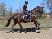 Hest til salg - ALBY'S DON DE LUXE