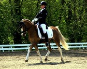 Hest til salg - DEN DEEL´S ROMEO