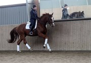Hest til salg - Gørklintgårds Q