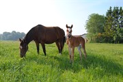 Hest til salg - WERONICA