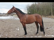Hest til salg - COOL MAGIC