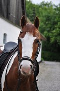 Hest til salg - KENTUCKY HØJGÅRD