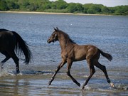 Hest til salg - HOLMMOSENS ZAXO