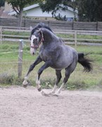 Hest til salg - Beebob Dream