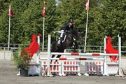 Hest til salg - WINDE