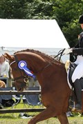 Hest til salg - TANKEDALS KARAT