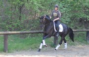 Hest til salg - Heyday