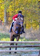 Hest til salg - ROLSTEDS CALIBRA