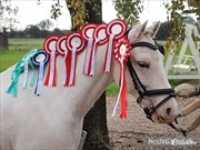 Hest til salg - KENZO