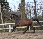Hest til salg - TANKEDALS HUSTLER
