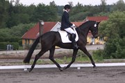 Hest til salg - DIECELLE MAX