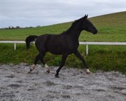 Hest til salg - AMAZING DREAMER