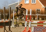 Hest til salg - Sharia