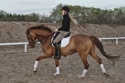 Hest til salg - Lindknuds Cody
