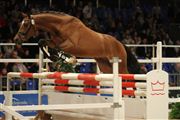 Hest til salg - VIDTSKUE'S HE-MAN