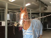 Hest til salg - RAMONA