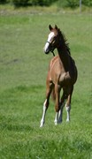Hest til salg - ABILDGAARDS SIXTYFIVE