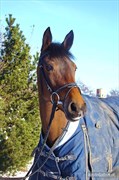 Hest til salg - Nikita