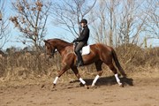 Hest til salg - EVITA A TEGLGÅRD