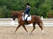 Hest til salg - BACANTI