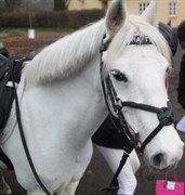 Hest til salg - MATHILDE