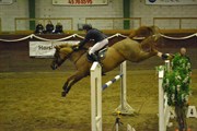 Hest til salg - SPEEDY SPARROW