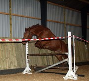Hest til salg - ZELINA Z