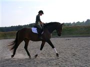 Hest til salg - MISS PAVINA