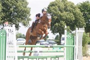Hest til salg - GAZELL