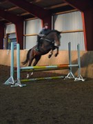 Hest til salg - LACURE