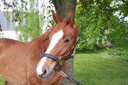 Hest til salg - Tankedals Katuscha