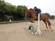 Hest til salg - KAHLUA A ØSTERGAARD