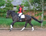 Hest til salg - CONSTANTIAS WHALISTING
