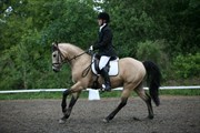 Hest til salg - TOOJOUR