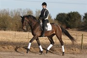 Hest til salg - Blue Hors Zack