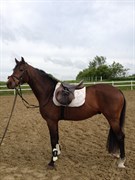 Hest til salg - BECKS COPYRIGHT