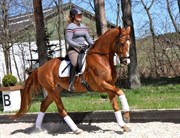 Hest til salg - FRYDENDAL'S QUITO