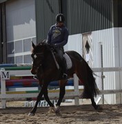 Hest til salg - POLA